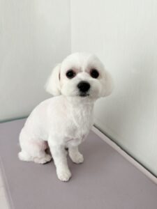 そらちゃんのトリミング写真