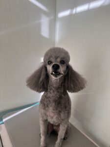 たけ丸くんのトリミング写真