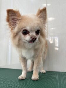 たまちゃんのトリミング写真