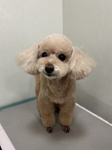 ティアラちゃんのトリミング写真