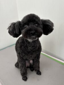 ちょこちゃんのトリミング写真