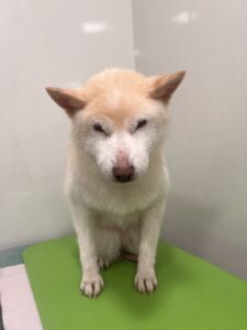 チロちゃんのトリミング写真