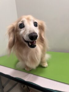 ナナちゃんのトリミング写真