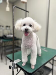 ハッピーちゃんのトリミング写真