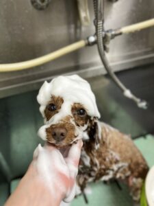 はなちゃんのトリミング写真