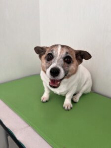 ハナちゃんのトリミング写真