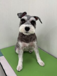 はるちゃんのトリミング写真