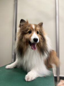 ヒカちゃんのトリミング写真