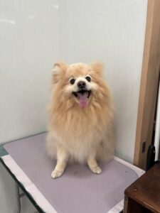 ひなたくんのトリミング写真