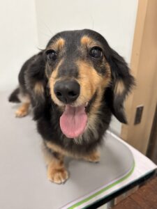 ひなちゃんのトリミング写真