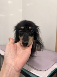 ビッケちゃんのトリミング写真