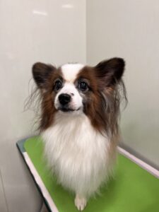 ピノちゃんのトリミング写真