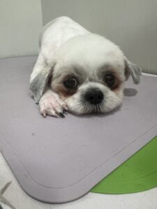 ふうちゃんのトリミング写真