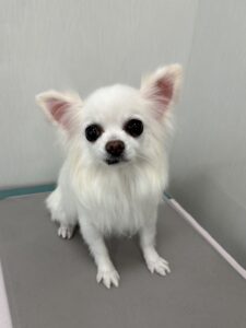 福ちゃんのトリミング写真