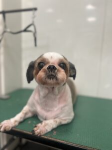 プリンちゃんのトリミング写真