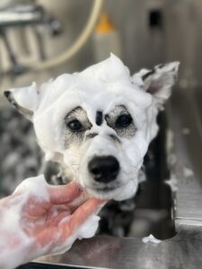 プーちゃんのトリミング写真