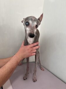 平助(へいすけ)くんのトリミング写真