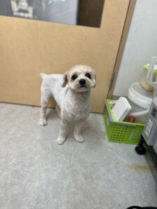 ベルちゃんのトリミング写真