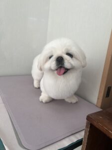 ペキコちゃんのトリミング写真