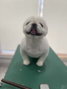 ペコちゃんのトリミング写真