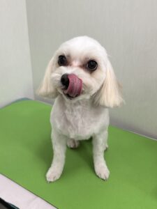 ぺちゃろーくんのトリミング写真