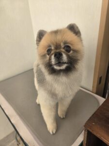 ほたるちゃんのトリミング写真