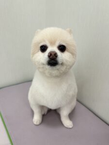 ぽこくんのトリミング写真