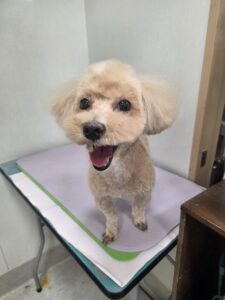 ぽちゃろーくんのトリミング写真