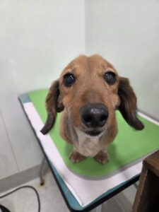 マックスちゃんのトリミング写真