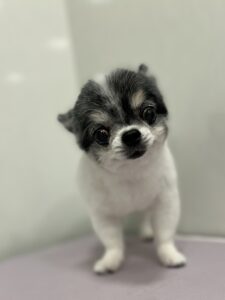 マフちゃんのトリミング写真