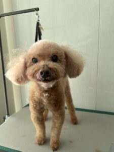 マリ―ちゃんのトリミング写真