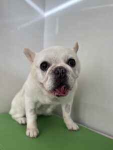 まるちゃんのトリミング写真