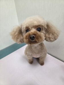 まるちゃんのトリミング写真