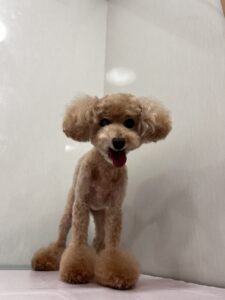 みるくちゃんのトリミング写真