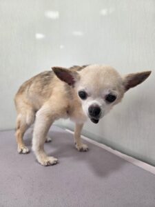 ミロくんのトリミング写真