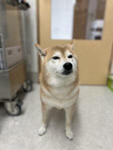 12月31日のわんこたちの写真