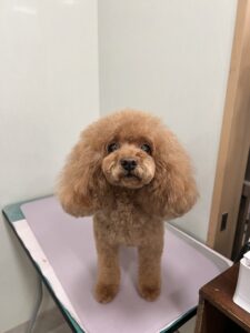 むぎちゃんのトリミング写真