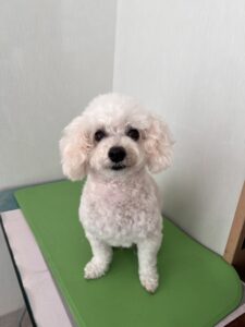 メルちゃんのトリミング写真