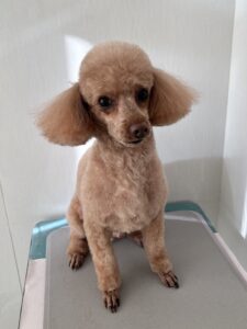 メイプルちゃんのトリミング写真