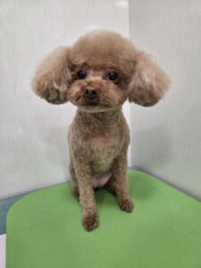 モカちゃんのトリミング写真