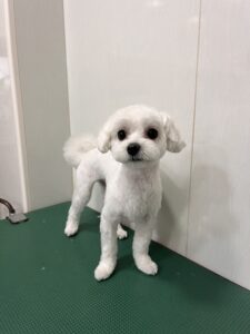 もっちくんのトリミング写真