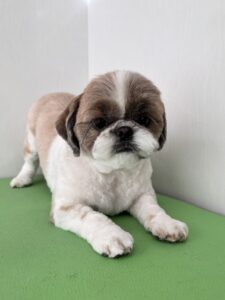 ゆずちゃんのトリミング写真