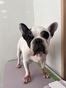 ヨシムネくんのトリミング写真