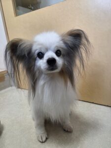 ライムくんのトリミング写真