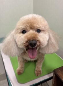 ららちゃんのトリミング写真