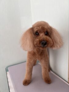 リオくんのトリミング写真