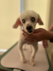 リランくんのトリミング写真