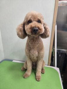 レオンくんのトリミング写真