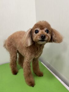 れおんくんのトリミング写真