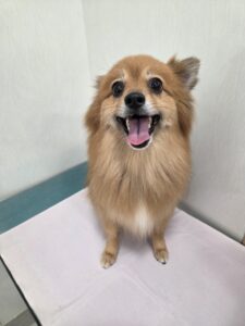 レックスくんのトリミング写真